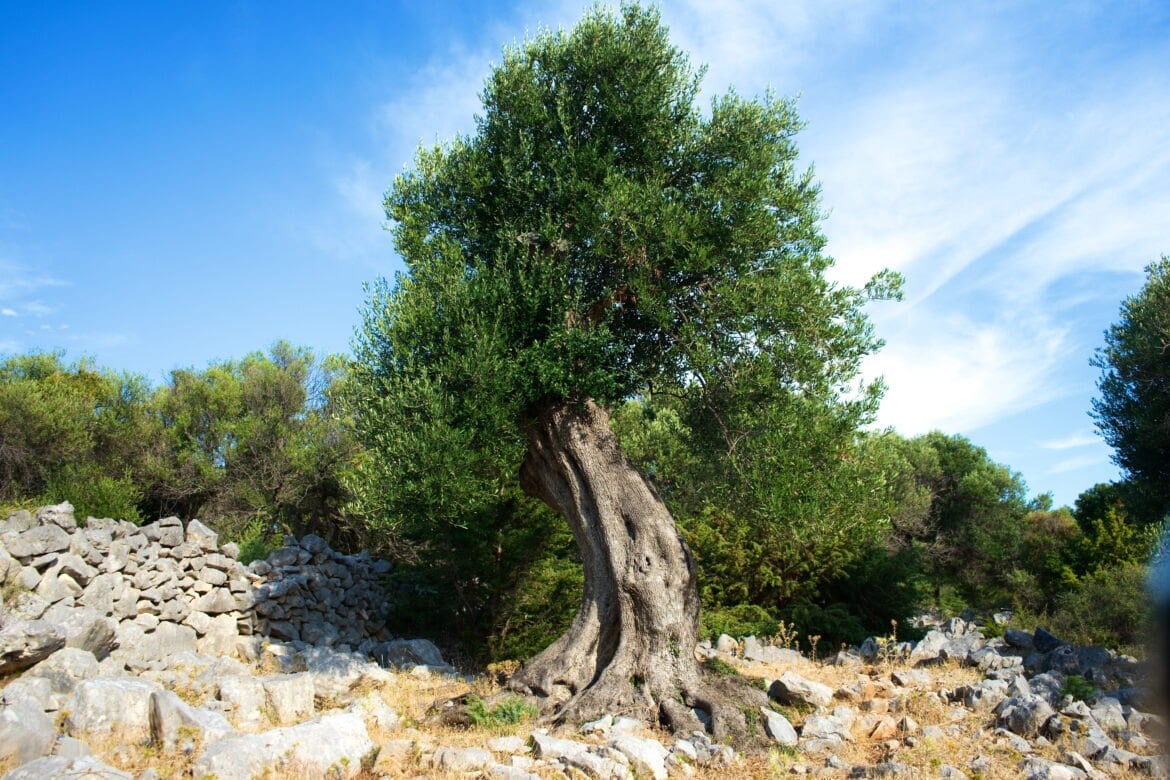 Planter un olivier près d’une maison : attention aux racines racine olivier distance maison