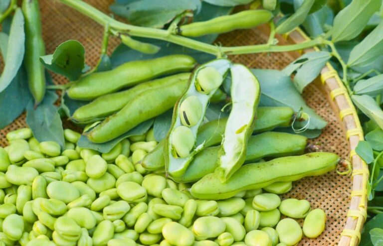 Ne semez pas vos fèves n’importe quand : voici le moment parfait pour une récolte réussie semis fèves moment et méthode