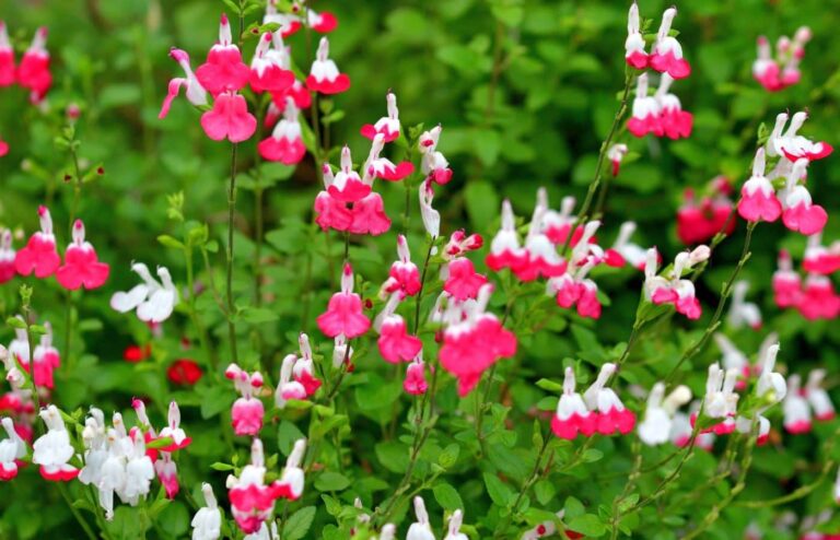 taille sauge arbustive moment idéal