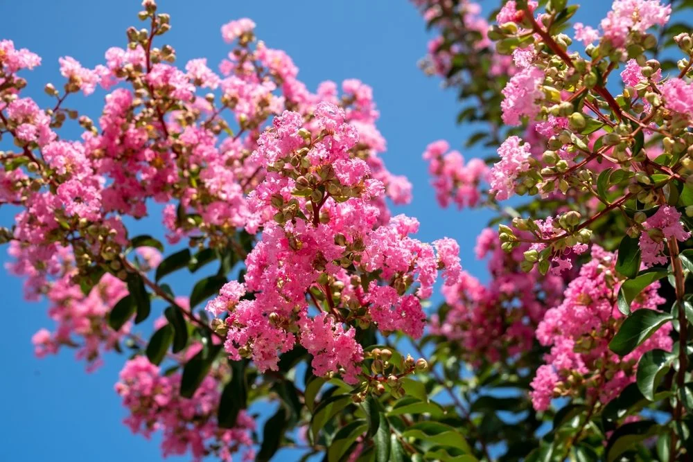 Ne taillez surtout pas votre lilas des Indes n’importe quand : ce qu’il faut savoir absolument taille lilas des indes floraison