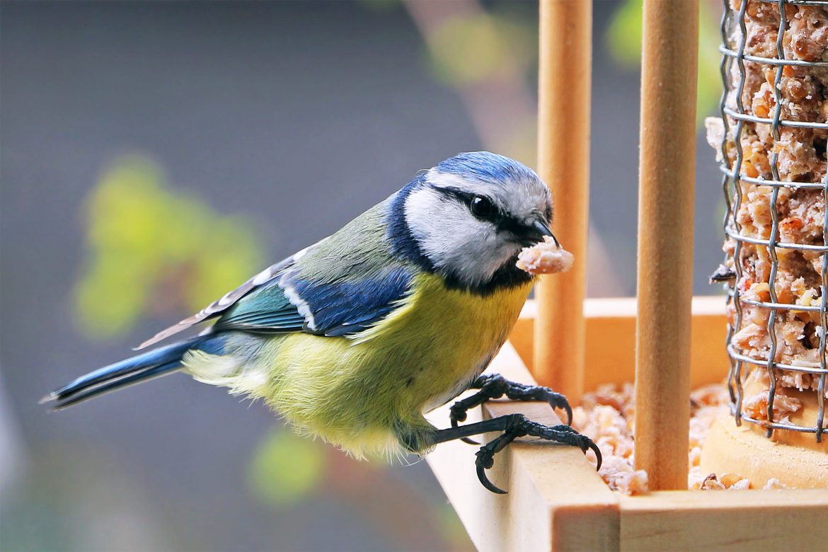 Vous ne devinerez jamais pourquoi les jardiniers saupoudrent du café sur leurs mangeoires à oiseaux café mangeoires oiseaux jardin