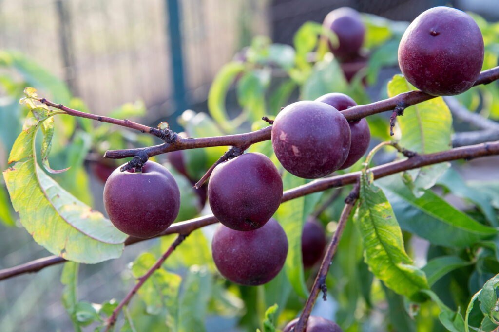 prune sauvage toxique ou comestible