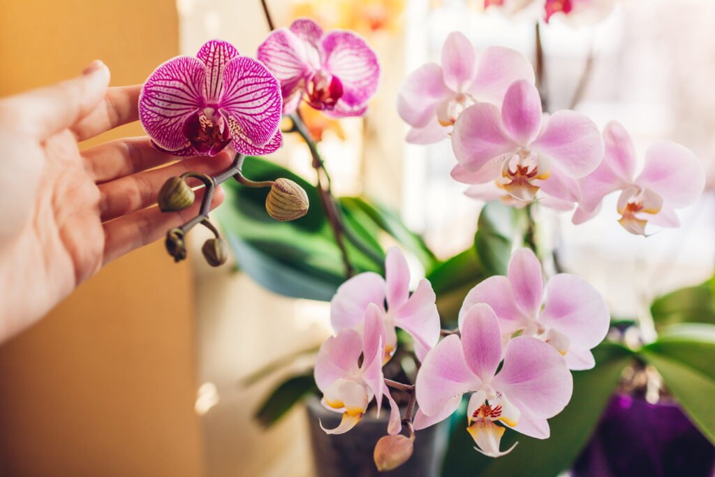orchidée refleurir avec pomme de terre