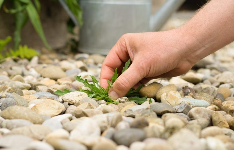 désherbage des graviers