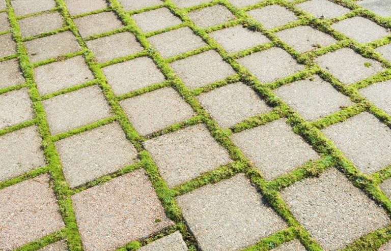 mousse terrasse astuces pour éliminer