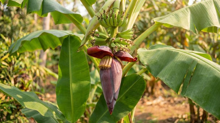 Gros plan sur une fleur de bananier violette et des jeunes bananes vertes sur la plante, entourées de feuilles.