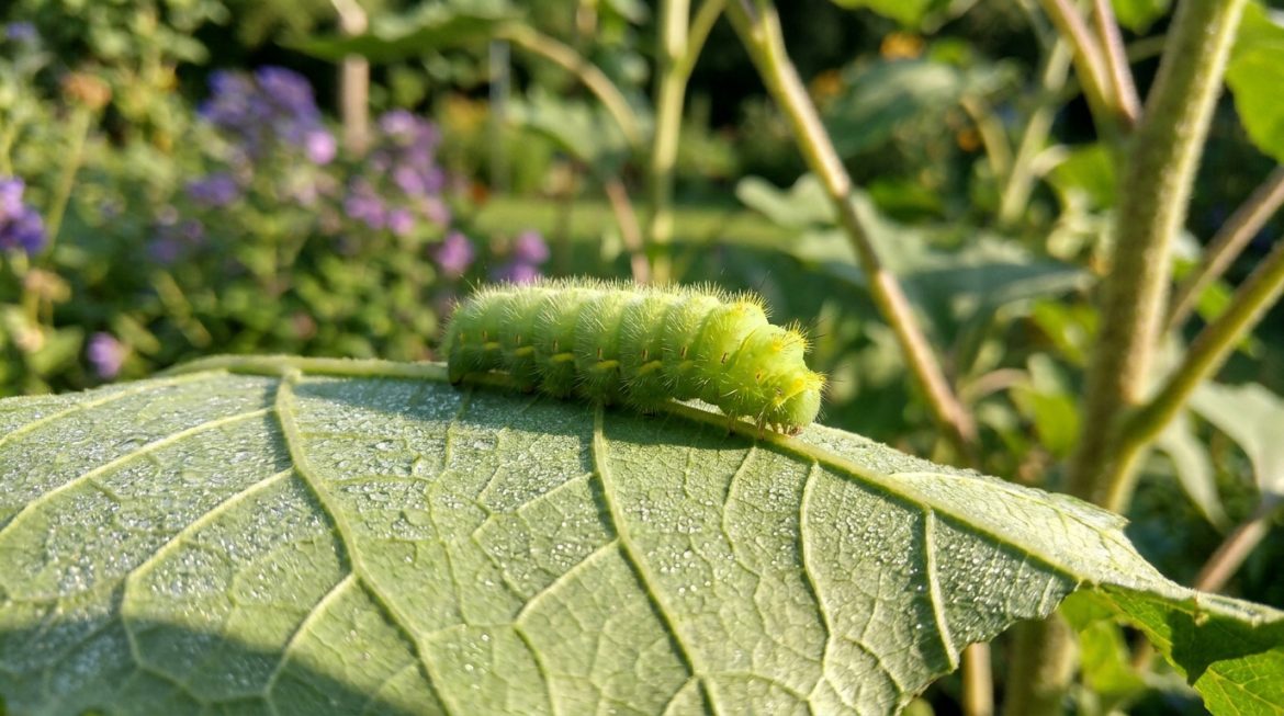 Gros plan sur une chenille verte velue et hérissée de petits piquants, avec des points jaunes, sur une feuille couverte de rosée.