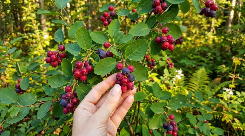 Une main cueille des baies d'amélanchier rouges et violettes mûres sur un arbuste en forêt.