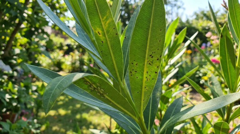 Feuilles de laurier-rose montrant une infestation de pucerons et des taches brunes suspectes en gros plan.