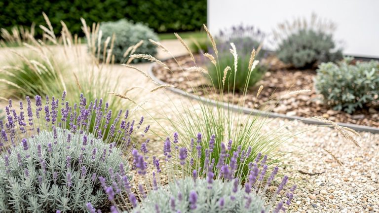 Ces plantes de jardin tiennent tout l’été sans arrosage