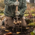 Jardinier arrachant des tubercules de dahlia avec une fourche en automne