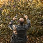 Jardinier taillant un buddleia en automne