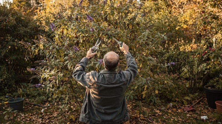 Jardinier taillant un buddleia en automne