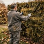 Thuya aux rameaux brunis dans une haie d'automne