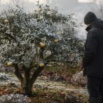 Yuzu en pleine terre recouvert de givre en hiver