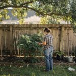 Branches d'arbre dépassant au-dessus d'une clôture de jardin