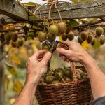 Homme récoltant des kiwis sur une liane dans un jardin en automne
