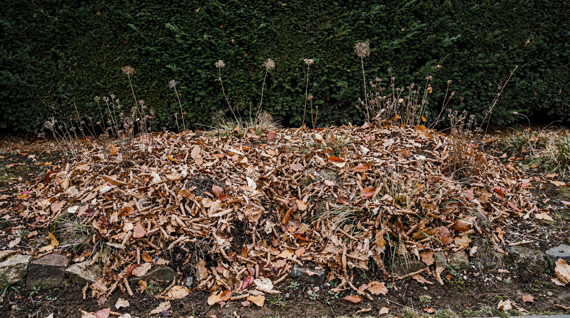 Massif de vivaces recouvert de feuilles mortes au pied d'une haie